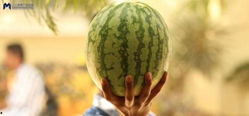 瓜地吃瓜娱乐圈,娱乐圈的甜蜜与苦涩