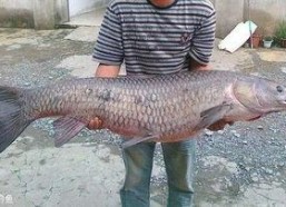 青鱼视频国产3,探索青春光影下的情感世界