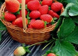 完整国产免费水莓100